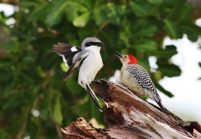 Loggerhead Shrike & Red-bellied Woodpecker 