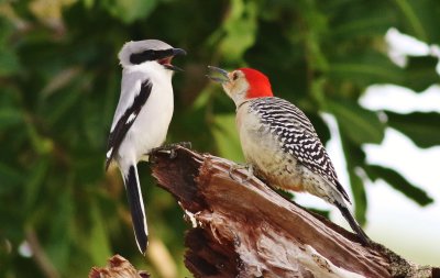 Loggerhead Shrike & Red-bellied Woodpecker 