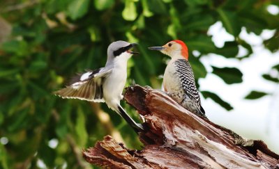 Loggerhead Shrike & Red-bellied Woodpecker 