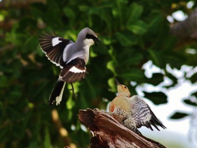 Loggerhead Shrike & Red-bellied Woodpecker 