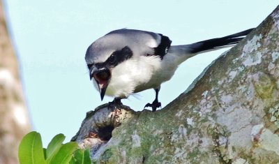 Loggerhead Shrike & Red-bellied Woodpecker 