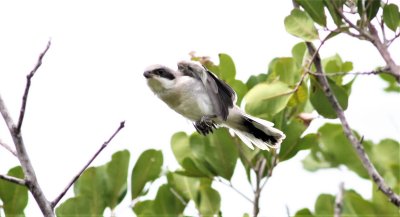 Loggerhead Shrike fledgling in flight!