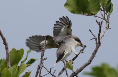 Loggerhead Shrike fledgling in flight searching for insects!