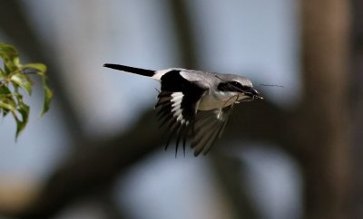 Loggerhead Shrike in flight with nesting material! 