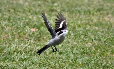 Loggerhead Shrike in flight with nesting material!
