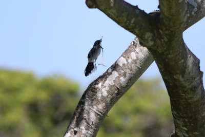 Loggerhead Shrike in flight with nesting material!