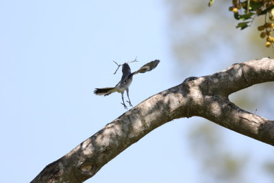 Loggerhead Shrike in flight with nesting material! 