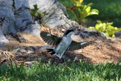 Loggerhead Shrike in flight with nesting material! 