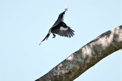 Loggerhead Shrike in flight with nesting material! 