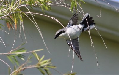 Loggerhead Shrike in flight!