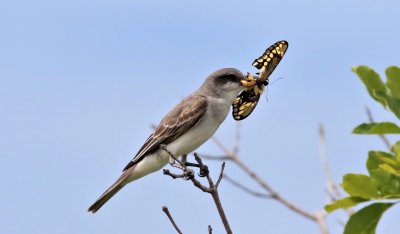 Gray kingbird with a Swallowtail Butterfly!