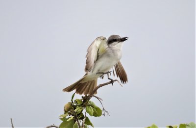 Gray Kingbird landing on a branch!