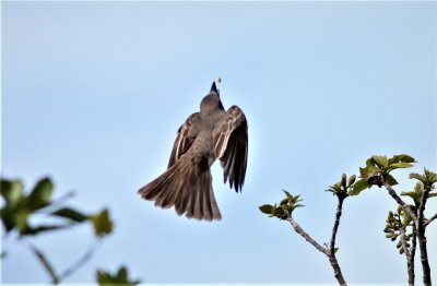 Gray Kingbird flying after a Bee!
