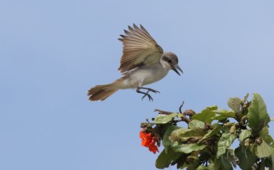 Gray Kingbird landing on a branch!