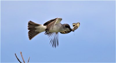 Gray Kingbird snatches a Swallowtail Butterfly!