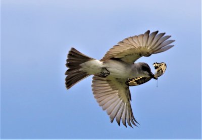 Gray Kingbird flies off with a Swallowtail Butterfly!