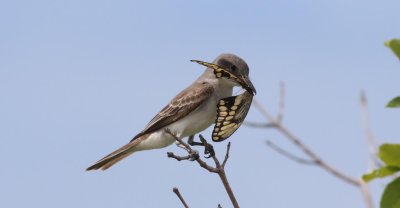 Gray kingbird with a Swallowtail Butterfly!