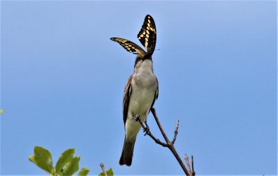 Gray King bird with a Dragonfly!