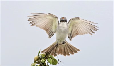 Gray Kingbird you can see its crown!