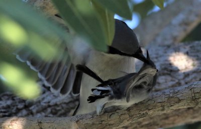 Loggerhead Shrike Attacking A Blue-gray Gnatcatcher!