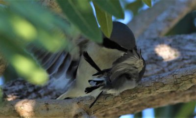 Loggerhead Shrike Attacking A Blue-gray Gnatcatcher