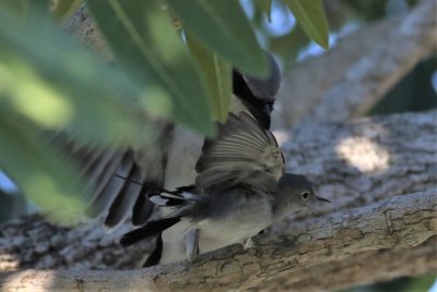 Loggerhead Shrike Attacking A Blue-gray Gnatcatcher