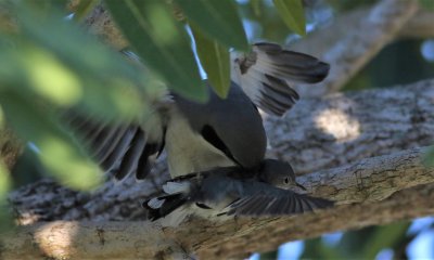 Loggerhead Shrike Attacking A Blue-gray Gnatcatcher!