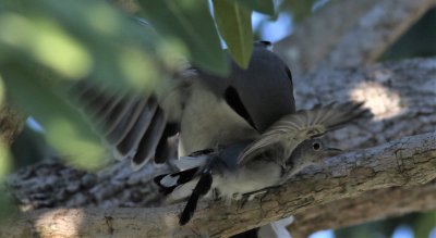 Loggerhead Shrike Attacking A Blue-gray Gnatcatcher!