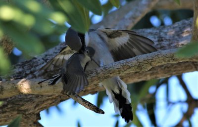 Loggerhead Shrike Attacking A Blue-gray Gnatcatcher!