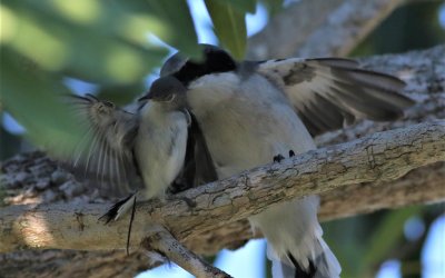 Loggerhead Shrike Attacking A Blue-gray Gnatcatcher!