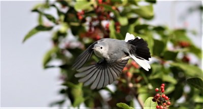 Blue-gray Gnatcatcher hunting for insects!