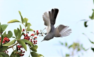 Blue-gray Gnatcatcher searching for insects!