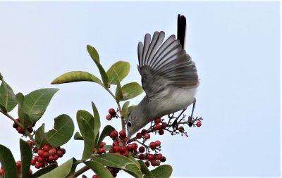 Bule-gray Gnatcatcher Looking for insects!