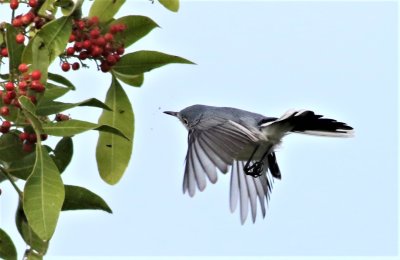 Blue-gray Gnatcatcher about checking out a spider web!