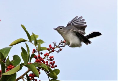 Blue-gray Gnatcatcher landing on a bush!