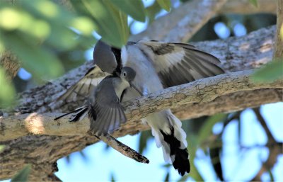 Loggerhead Shrike Attacking A Blue-gray Gnatcatcher