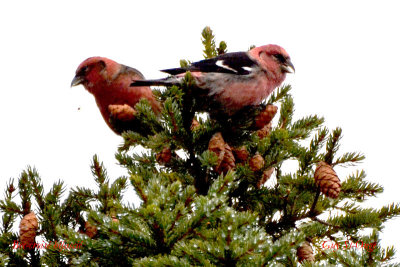 bec_croise_bifascie