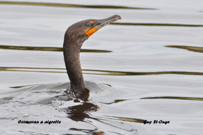  cormoran a aigrette