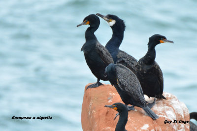  cormoran a aigrette