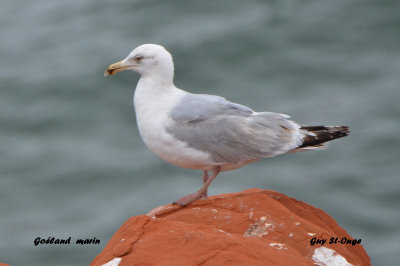 goeland_marin_