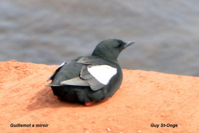 guillemot_miroir_
