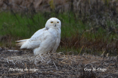   Harfang des neiges