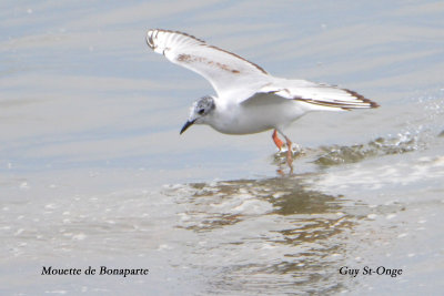 mouette_de_bonaparte_