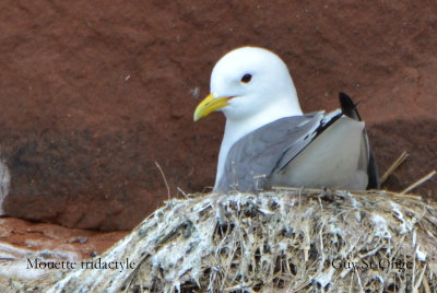   Mouette tridactyle
