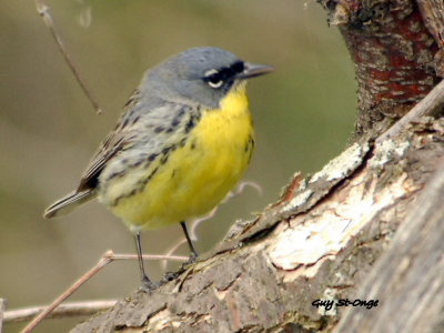 paruline_de_kirtland_