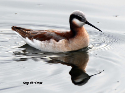 phalarope_de_wilson