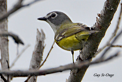 vireo_a_tete_bleu_