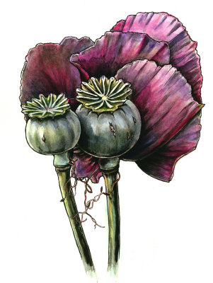 poppycolor.jpg