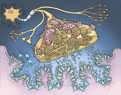 neuromuscular junction
