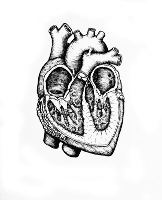 the heart (ink)